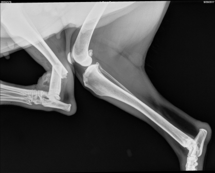 Radiograph of Mercedes broken femur