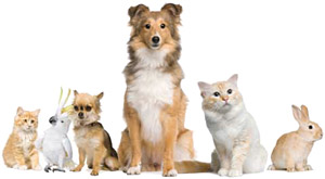 CARESTREAM Veterinary Solutions