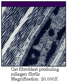 Fibroblastos de gato