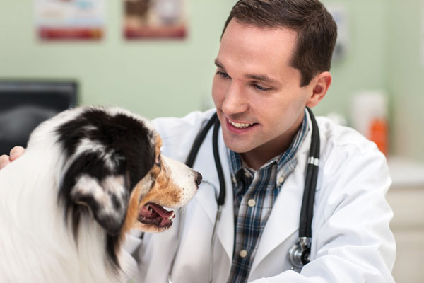 Aquisição de imagens de DR para veterinários