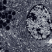Zymogenic - small